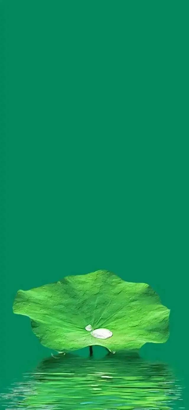 手机壁纸纯绿色图片
