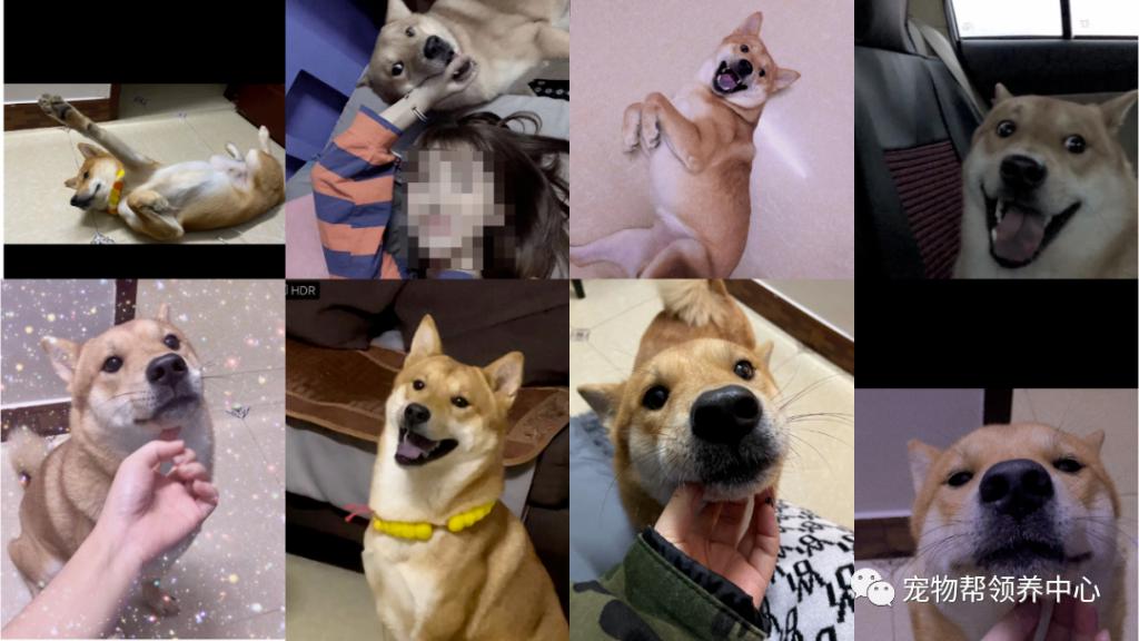 柴犬初七当街被偷走怎么回事柴犬初七事件始末凶手抓到了吗