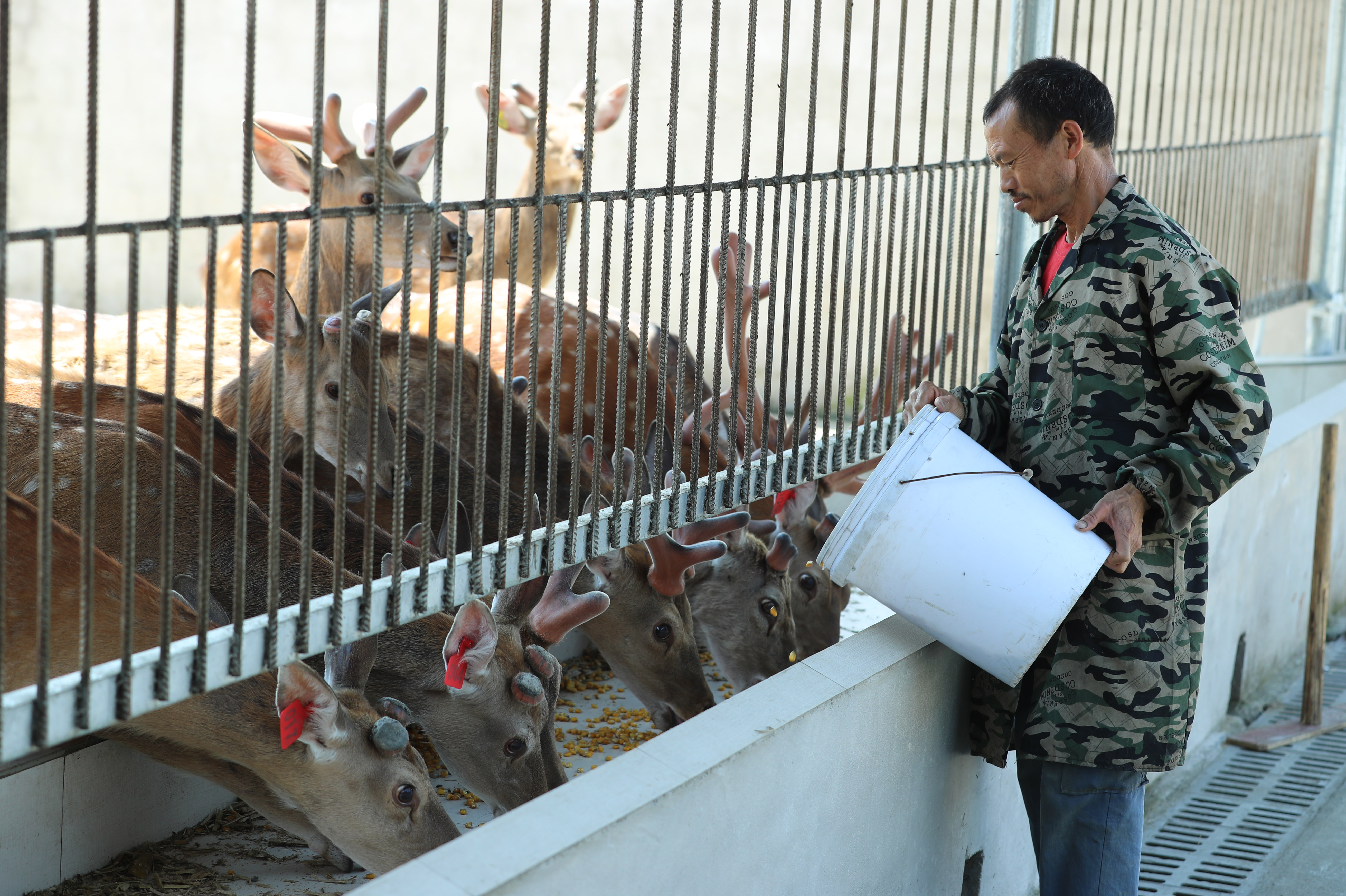 贵州江口:梅花鹿养殖助农增收(6)