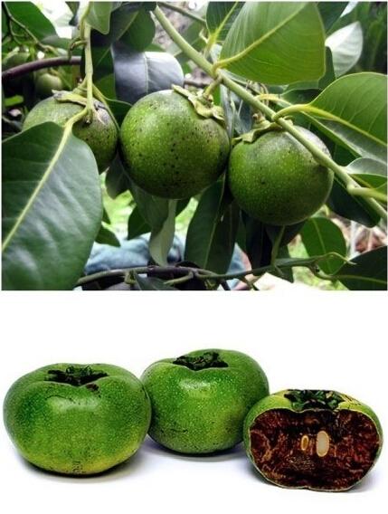 巧克力味的黑肉柿子你吃过吗?来自美洲国家,中国也能种植