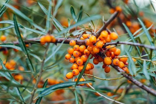 山西右玉:沙棘对种植环境有哪些要求?