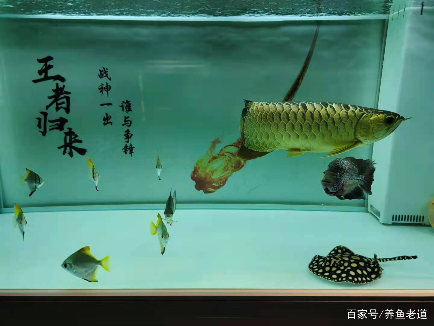 鱼缸只饲养一种观赏鱼 是因为水平不高 还是根本不舍得混养