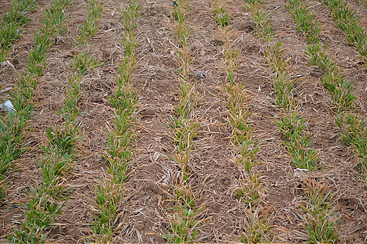 土壤湿度大,小麦还浇不浇越冬水?今年情况特殊,别做错了