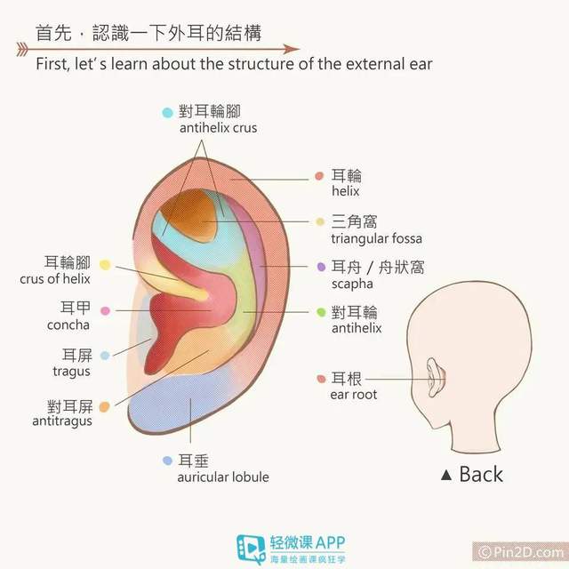 如何绘制人物的耳朵?动漫耳朵画法教程