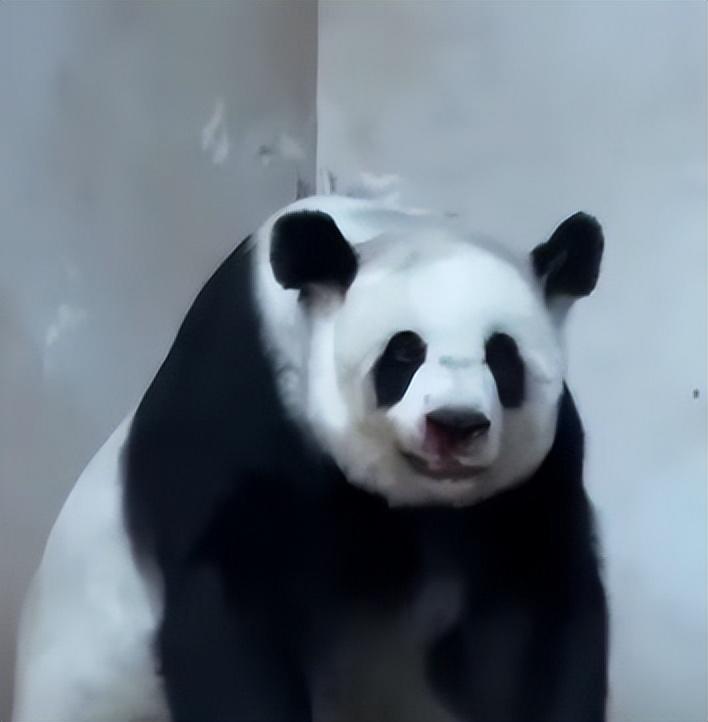 纪实旅泰大熊猫"林惠"死亡,曾被拍到鼻子出血,是第二只死亡熊猫