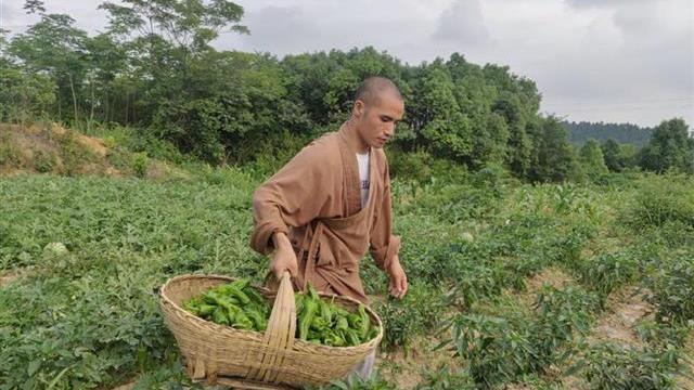 推荐武汉寺庙邀市民采摘蔬菜，结果预约太火爆！官微在线卑微求冷静