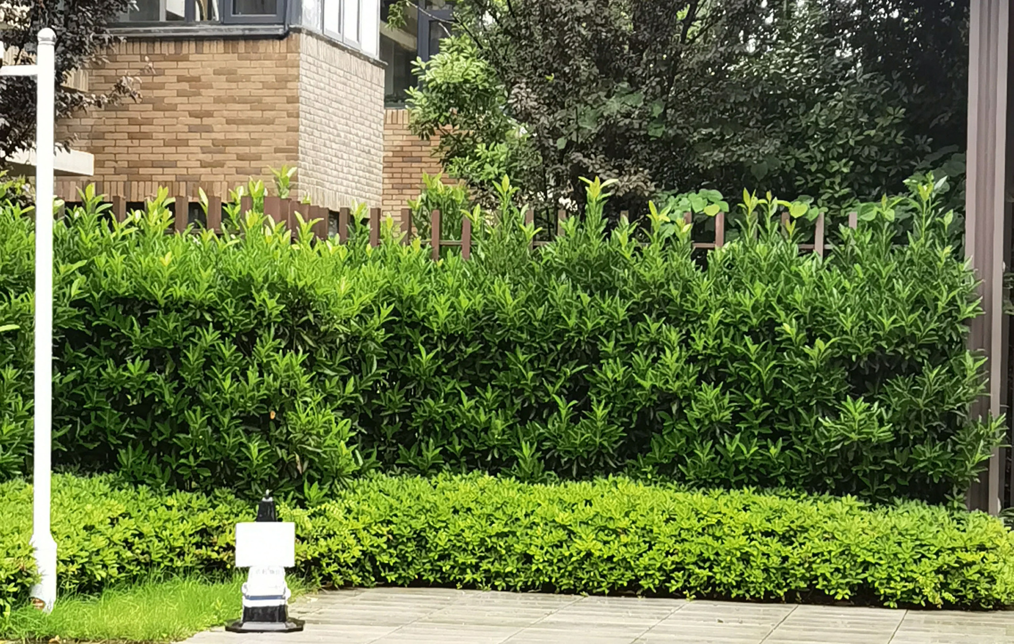 这8种植物,常做绿篱墙,修剪整齐的绿篱,看上去"清清爽爽"