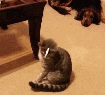 搞笑我是不是可以找个草丛蹲一下阿拉丁