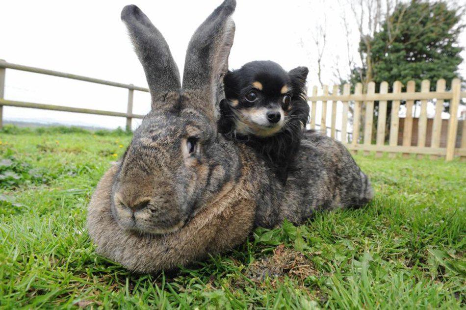 抓兔子的哪个部位是正确的方式?