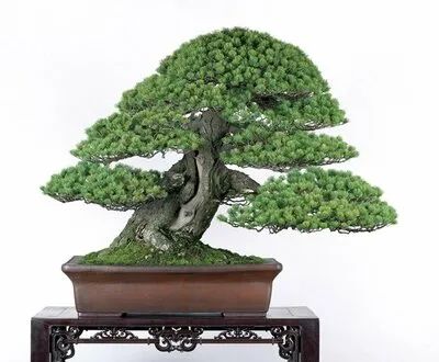 美哉!2021年日本盆栽大展图鉴