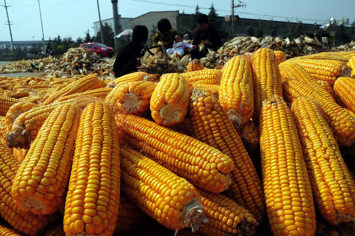小麦开始下调,玉米显然"不平静"了!发生了啥