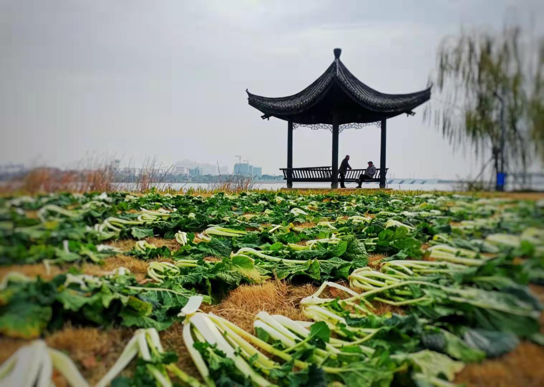 故乡的春不老我牵肠挂肚的味道