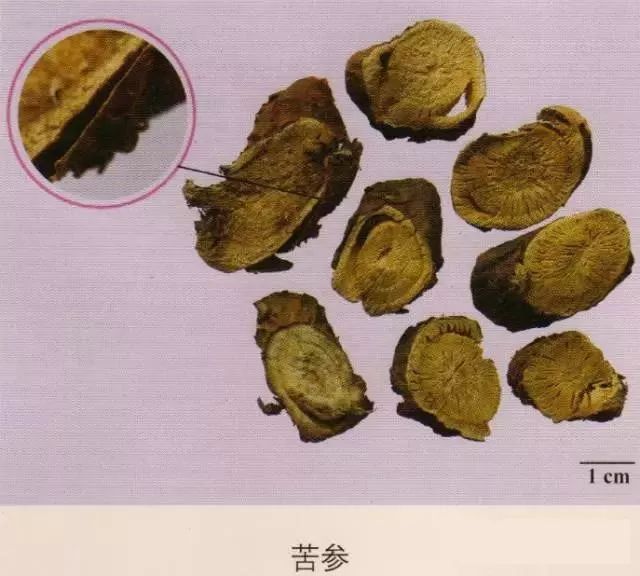 备考干货 ii 204味中药彩图,快收集!