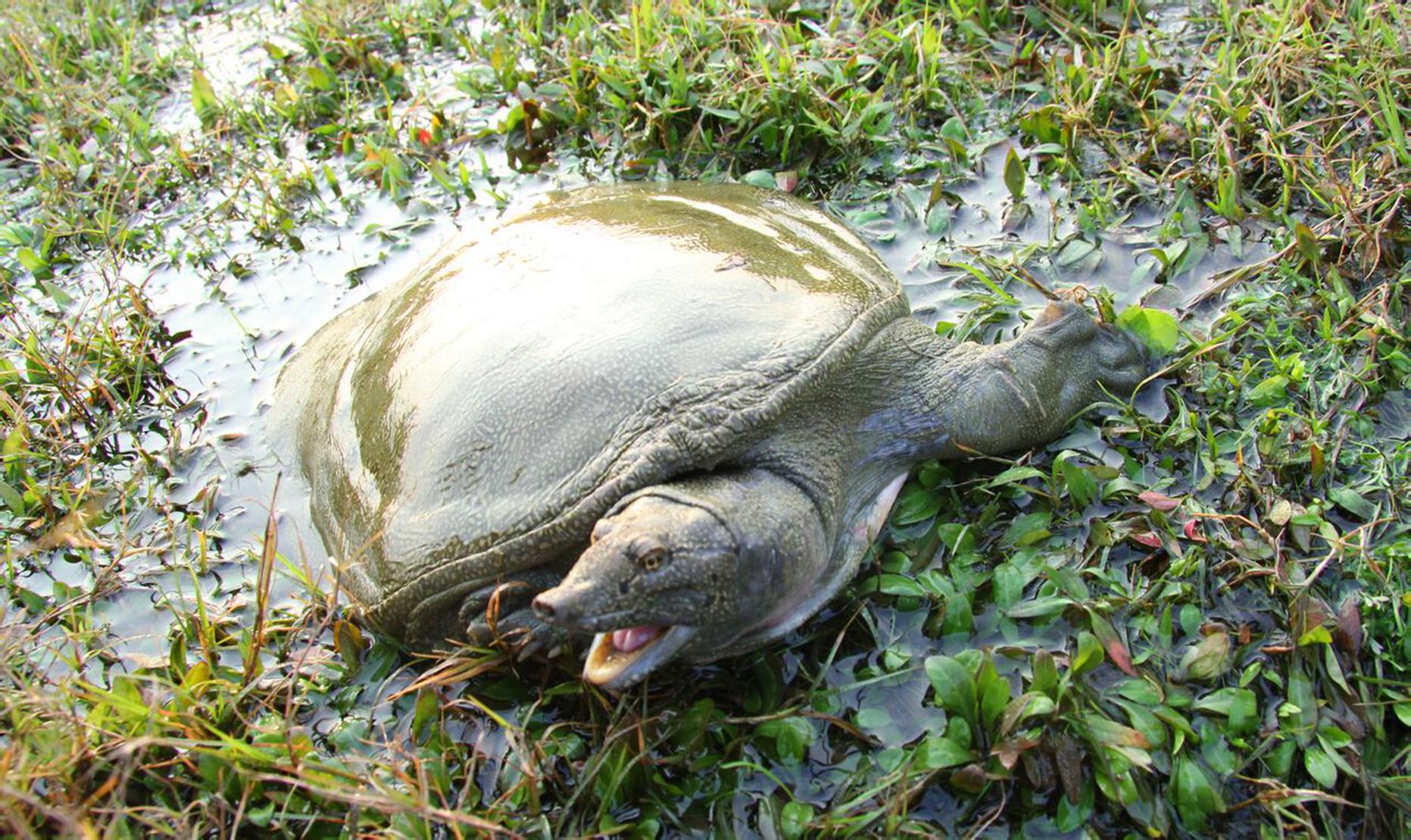 塑料桶怎样养一只甲鱼?