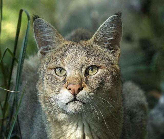这些未必叫得上名字的猫科动物,都充满着野性的神秘气息
