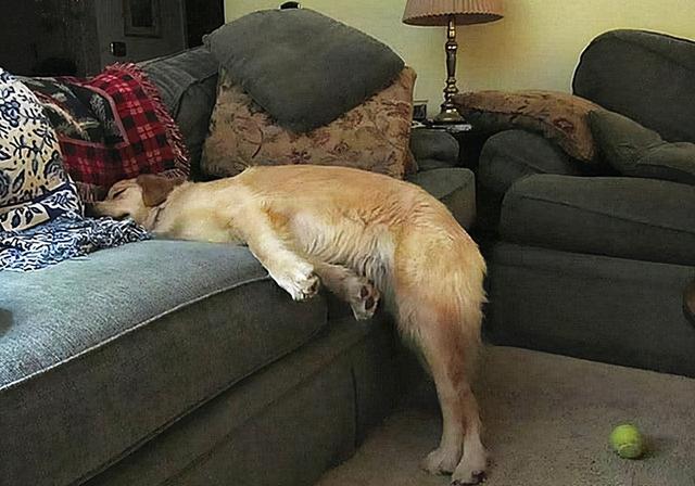 不要再买狗窝了,这6个地方,才是狗狗最喜欢睡觉地方