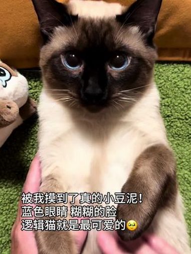 糊糊小猫好萌 暹罗猫 小豆泥 暹罗宝宝 又在摸这个糊猫
