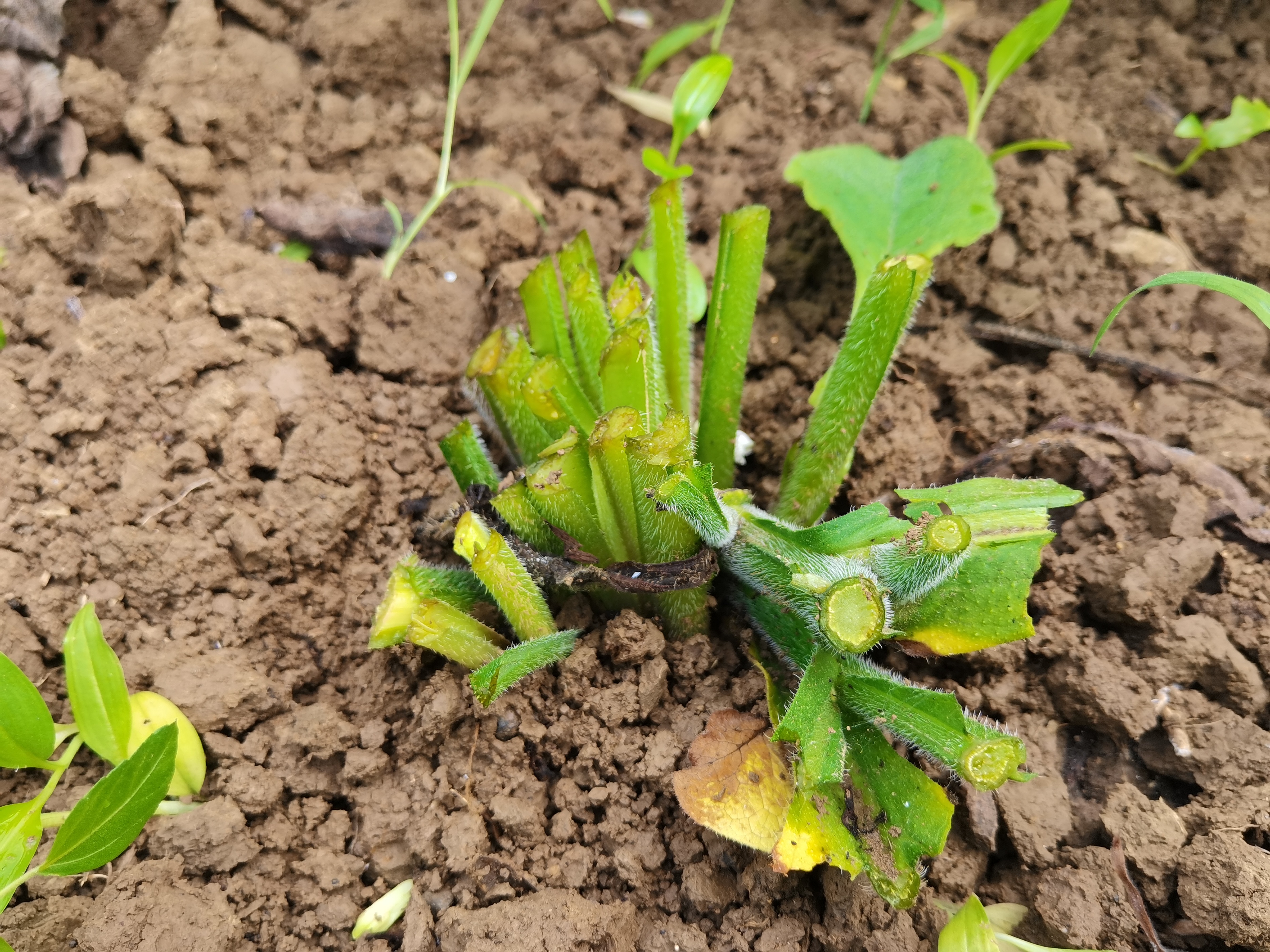人称"饲草之王"的俄罗斯饲料菜,零下40度冻不死,为高蛋白牧草