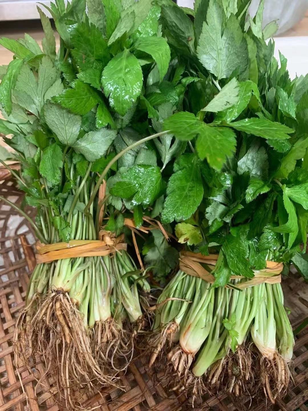 野生大叶芹包饺子:是否需要焯水?