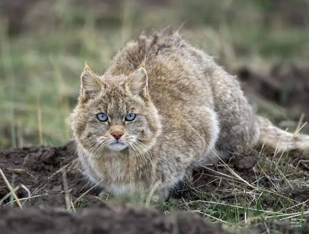 mrs守護自然在人類主宰的區域探索與野生動物共存的途徑