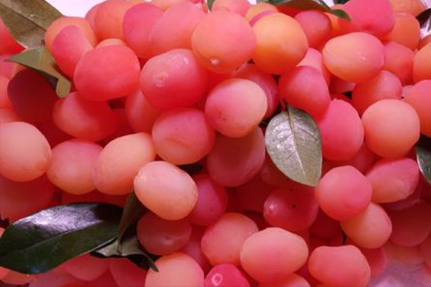 旅游景区贩卖罕见进口水果金西梅,价格飘忽不定,50元/斤买吗?