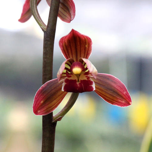 这款兰花新宠—红神荷,花叶俱美,养护轻松,让人心生喜爱