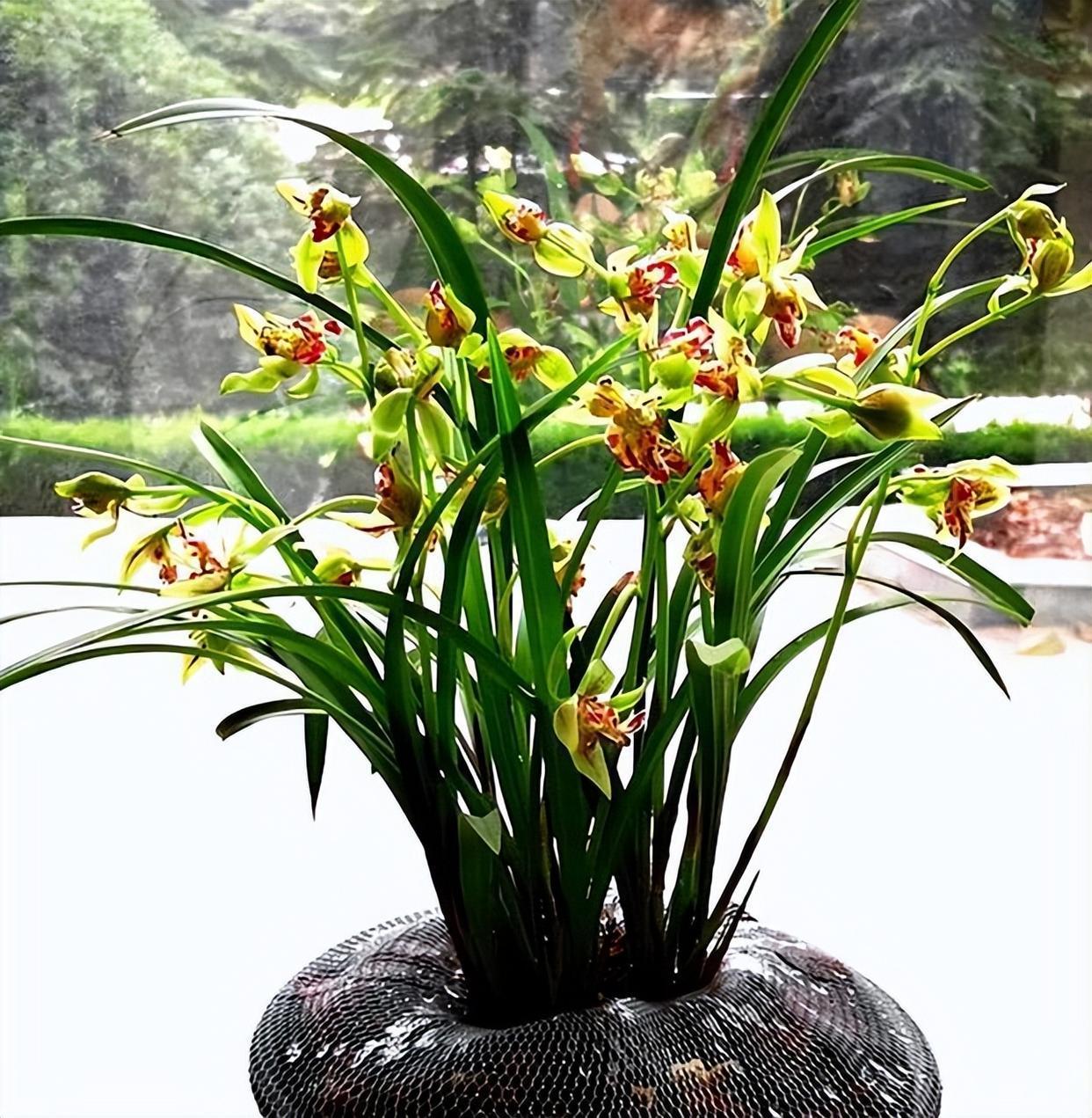 奇特而高雅的兰花—梨山狮王,比绿萝好养,比桂花更香