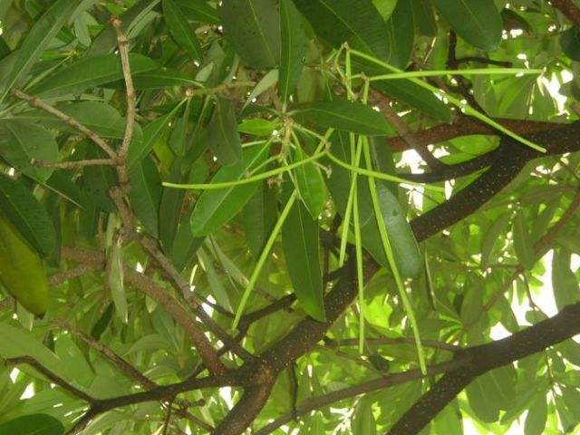 人称"树王"的面条树,果实像豇豆,叶子是上等野菜,治牙疼赞