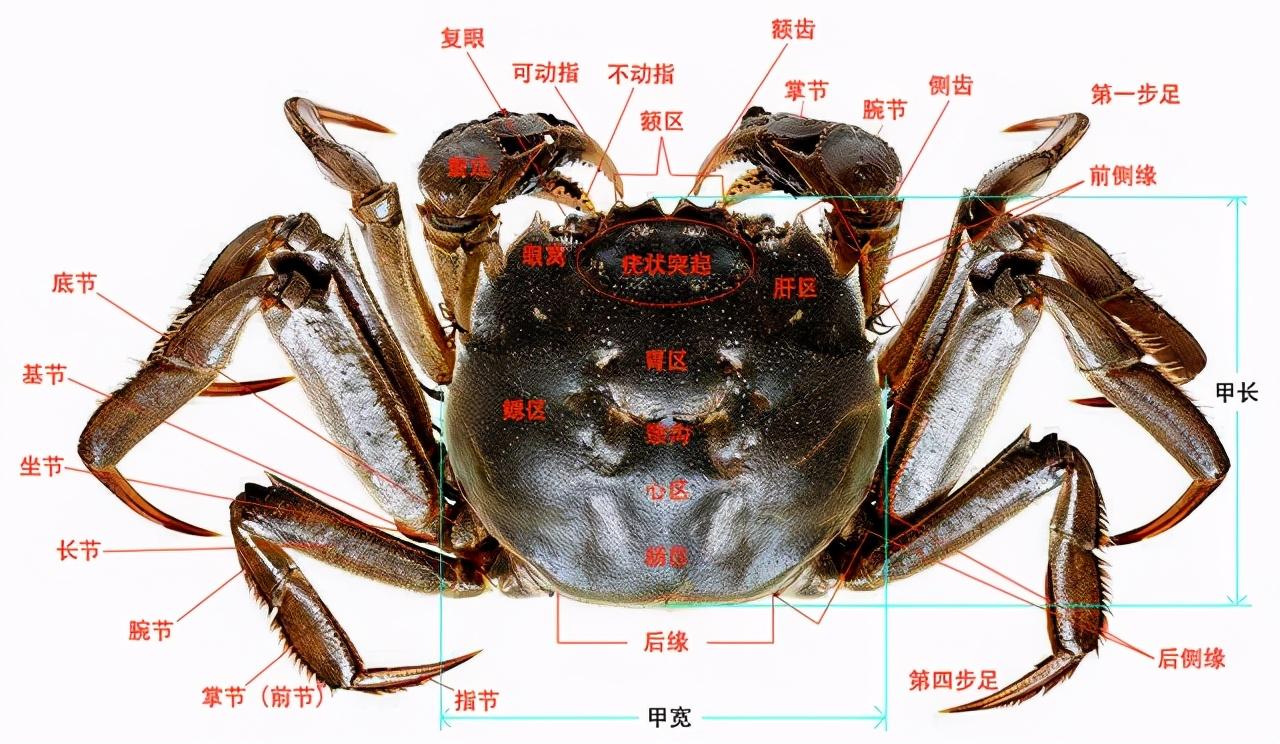 螃蟹的内部结构解剖图图片