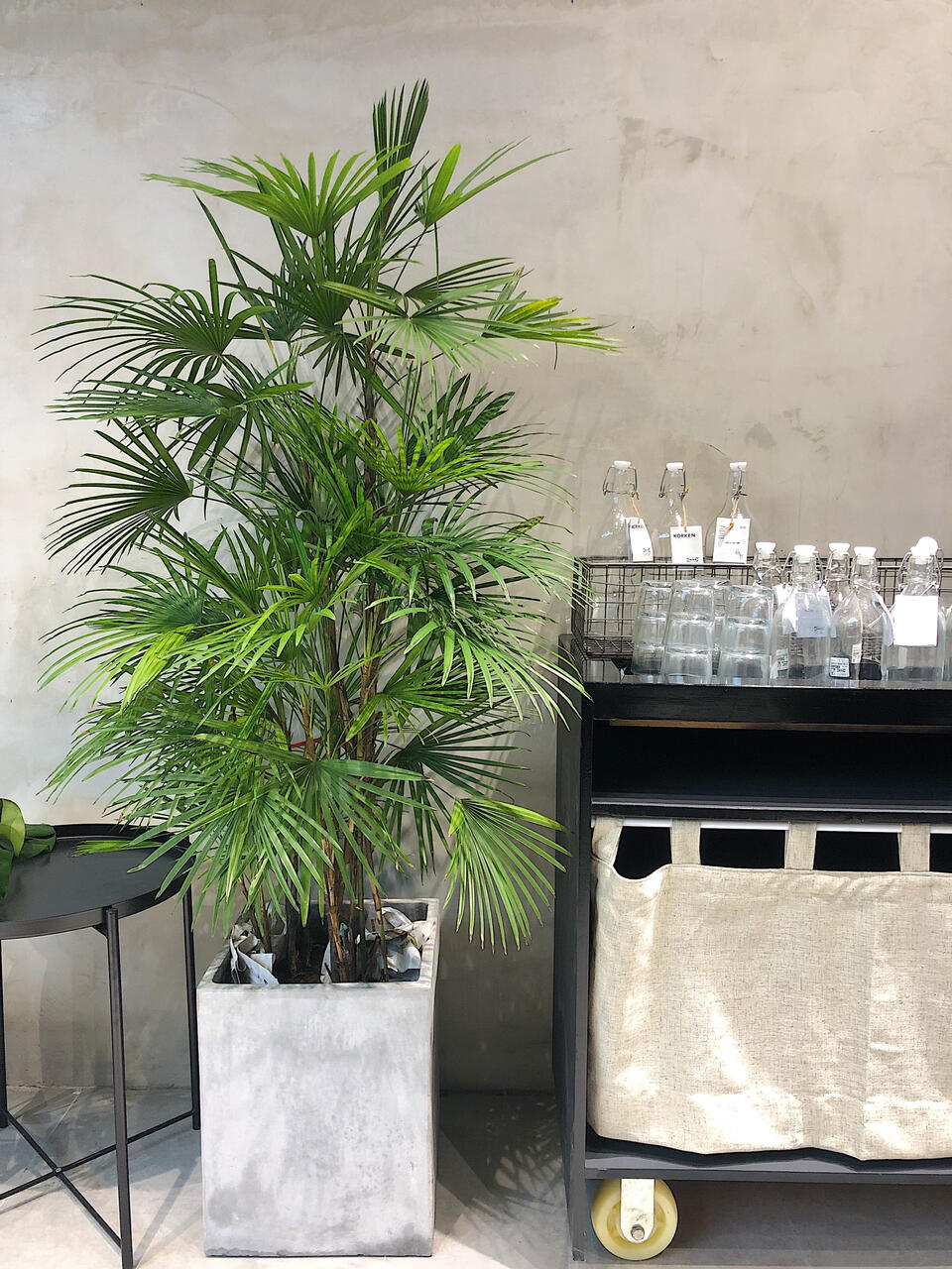 实用:棕竹盆栽的养殖方法和注意事项