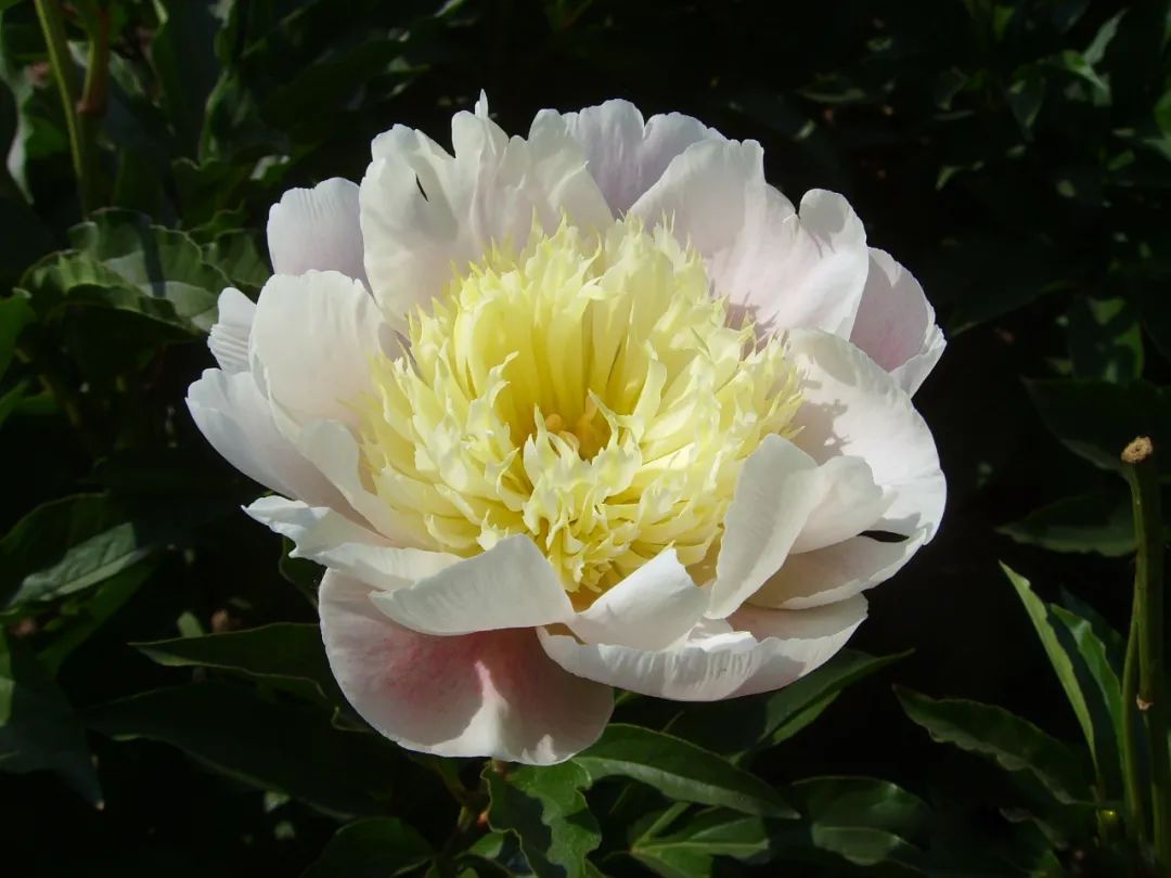 立夏赏芍药丨五月花神芍药品种图鉴太惊艳啦