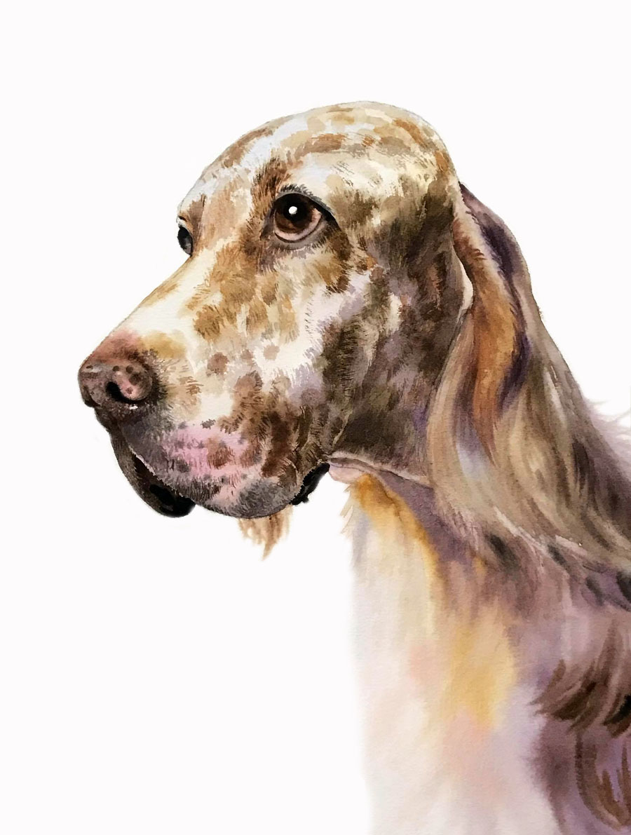 水彩笔下的动物栩栩如生︱泰国艺术家kitipong maksin作品