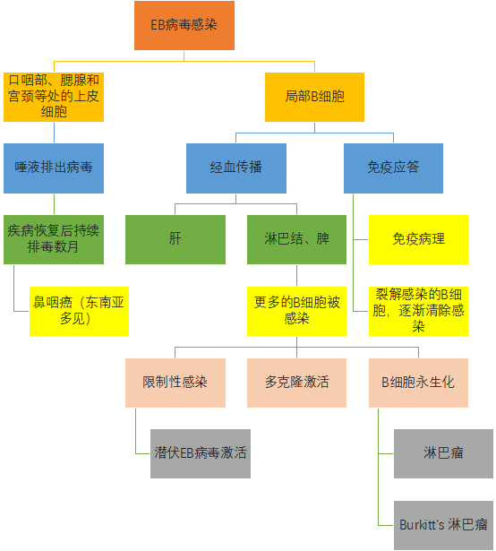 eb病毒结构示意图图片