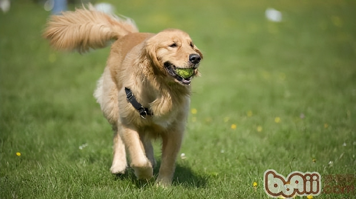 狗狗摇尾巴可能是想向你表达这些