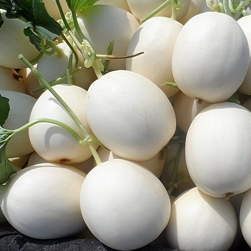 雪奶香1号甜瓜有着高颜值外表,搭配甜甜的内心,俘获吃货们的心