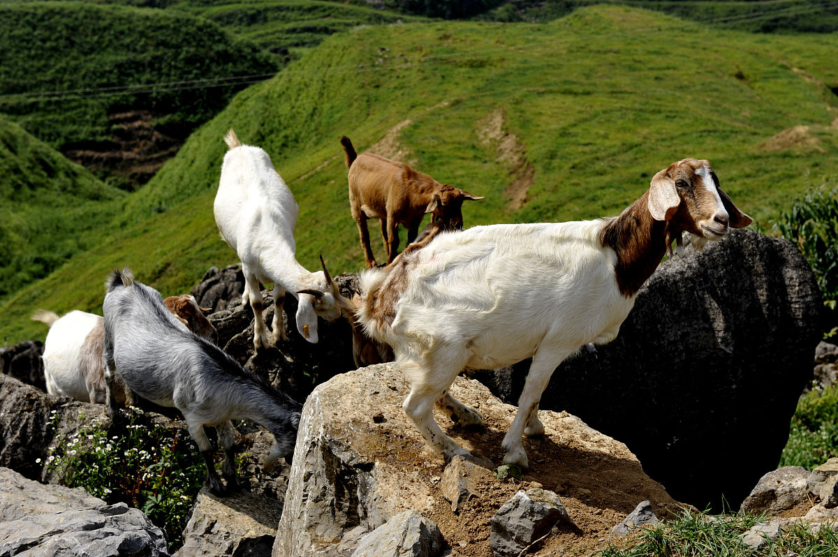领头羊可以训练出来吗?本文讲解