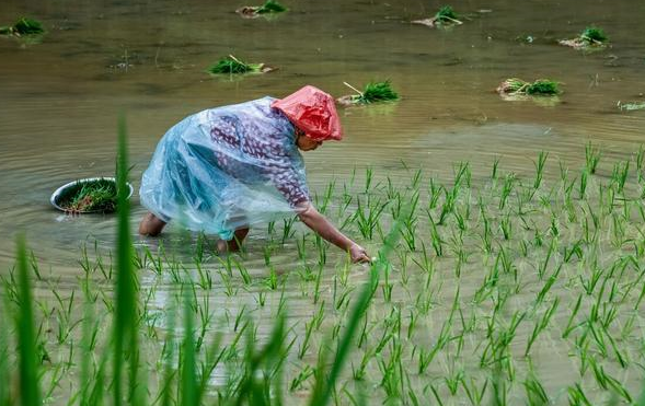 坐在"船上"能插秧站在田埂上也能插秧?奇葩插秧"爬田湾""关 巷 子"
