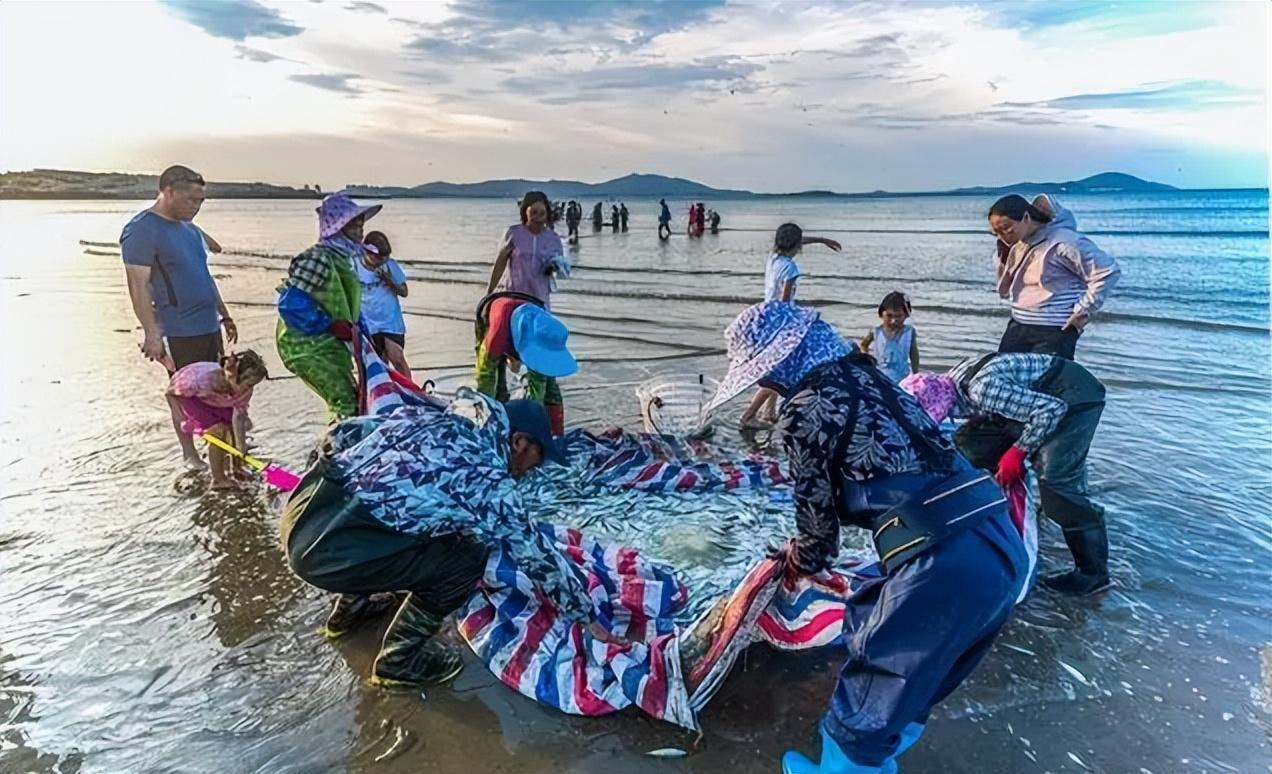 菲律宾渔民在海里拉网捕鱼,28分钟就抓到了一网兜,真令人羡慕