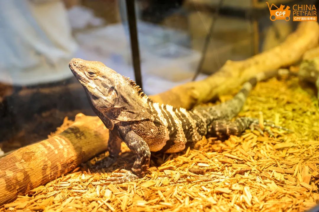 2022cpf武汉宠物展"潮宠齐聚,萌动你心"等你来嗨