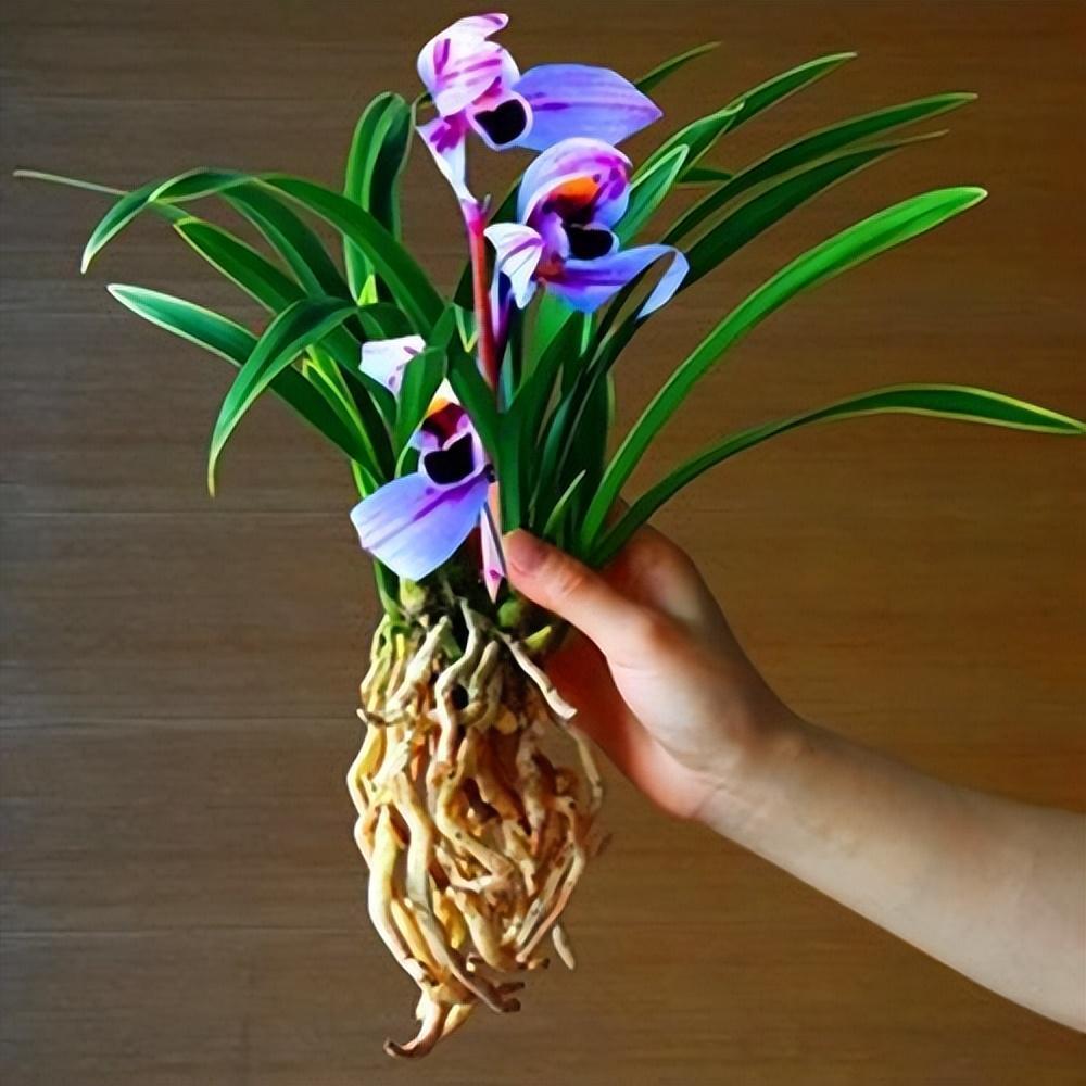 建兰新品"紫月荷",花香怡人,又美又仙,让人爱不释手