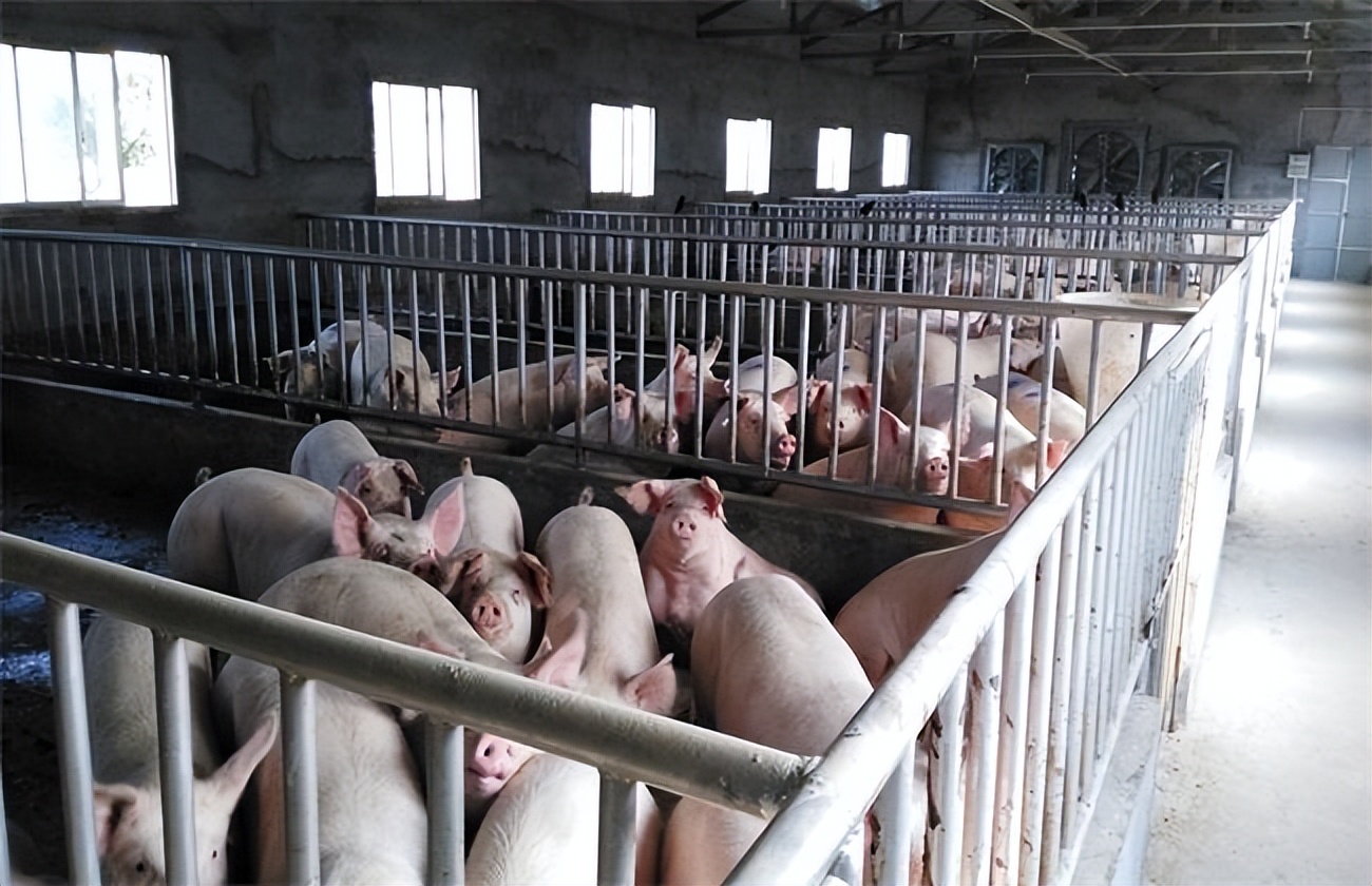 怎样让猪出栏快一点?做好这几点