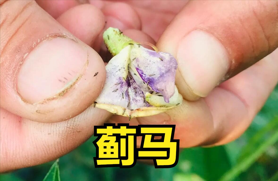 马挑虫子简介图片