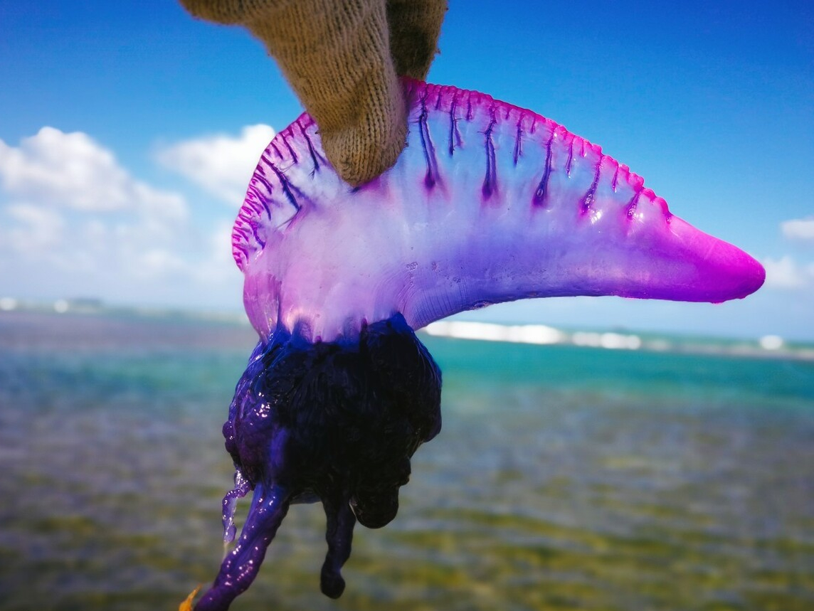 世界上最毒的水母图片图片