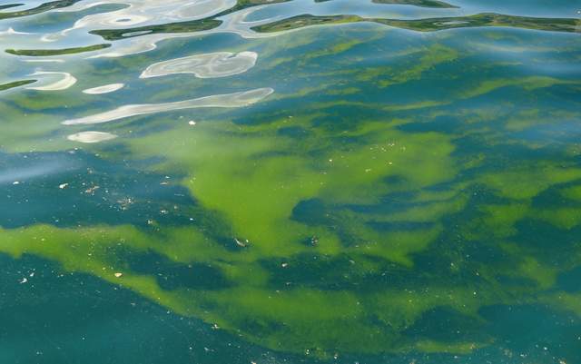 阿拉伯海中大量繁殖的藻类