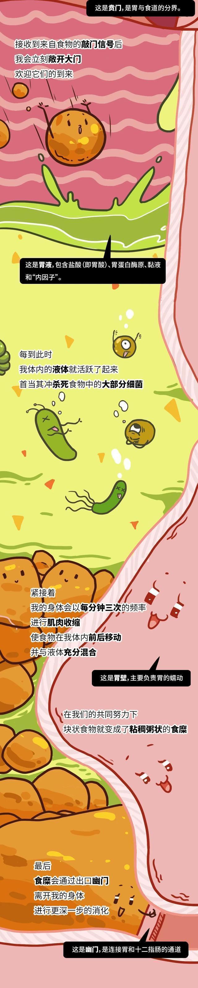 胃的哭述:求求你们别再吃了,放过我吧……漫画阐述胃的痛苦