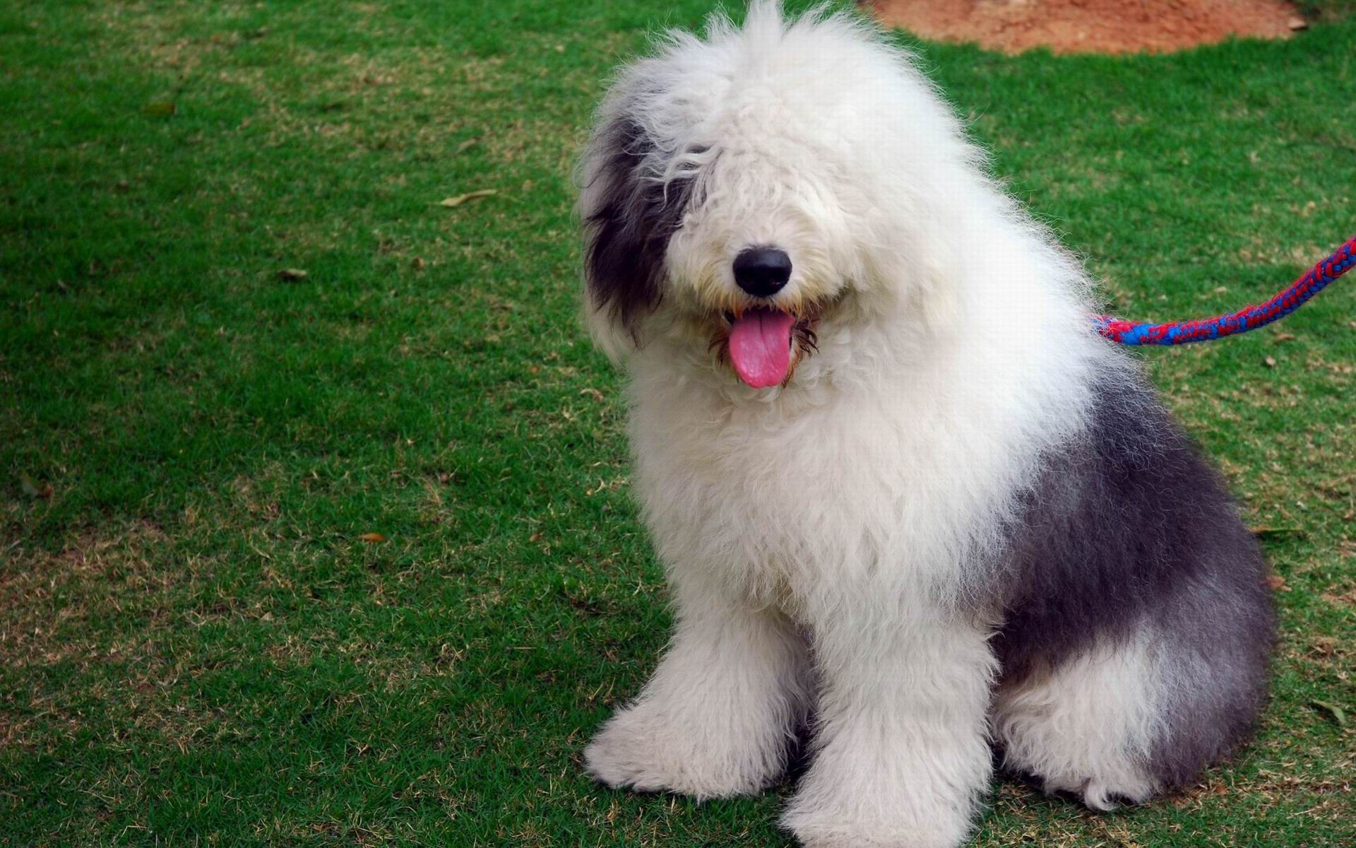 古牧为什么是禁养犬?古牧特点是什么