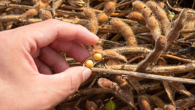 中国发现野大豆,美国大豆为什么贴钱加急出口?阿根廷教训不能忘