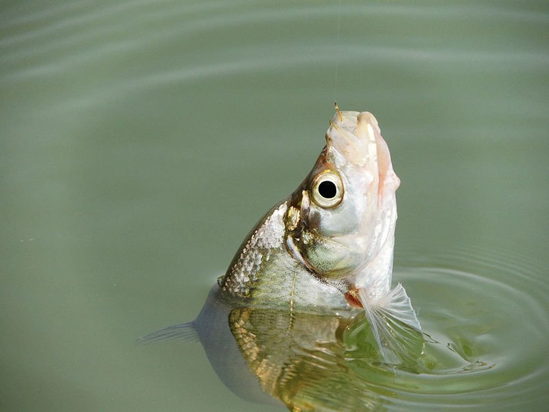 钓翘嘴的季节到了,牢记这3点,钓翘嘴比钓鲢鱼还简单