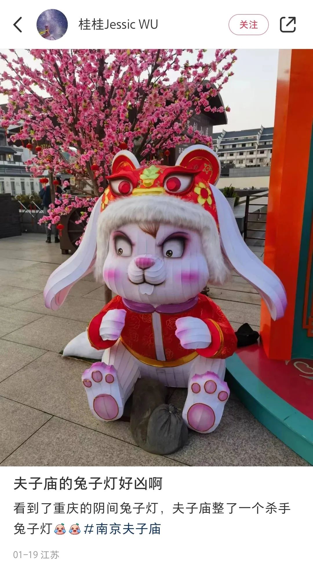 哈尔滨肌肉猛兔,重庆丑兔,一个比一个怪