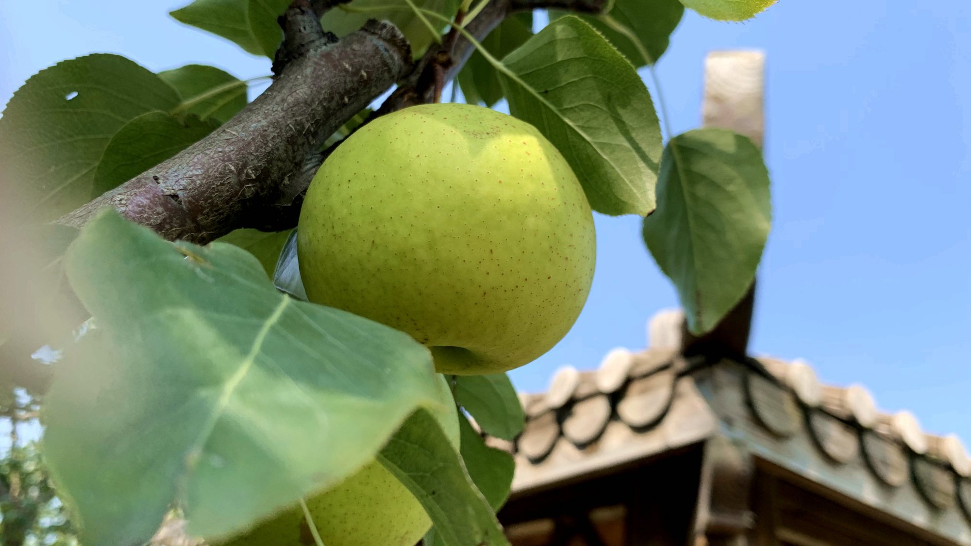 科技助提质 传统京白梨出现新变化